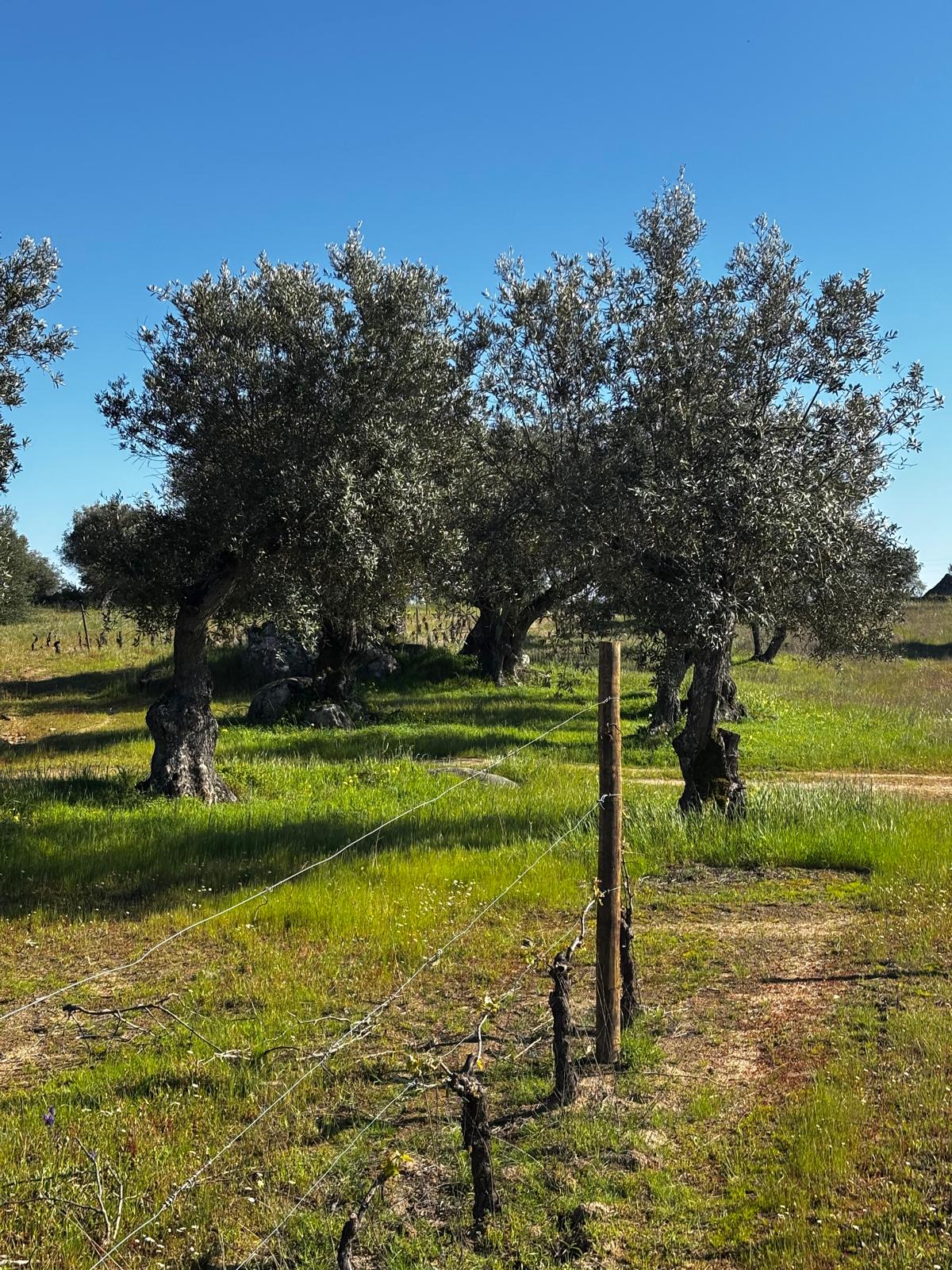 WhatsApp Image 2026-02-16 at 13.03.03 (8)